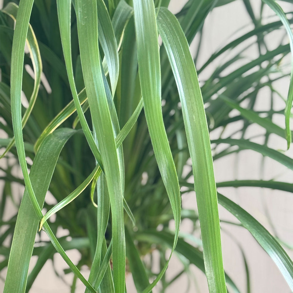 観葉植物 大型 トックリラン ノリナ 現品 12号 黒ラウンド鉢 ヤシ繊維付 ポニーテール おしゃれ 鉢植え  インテリア 送料無料