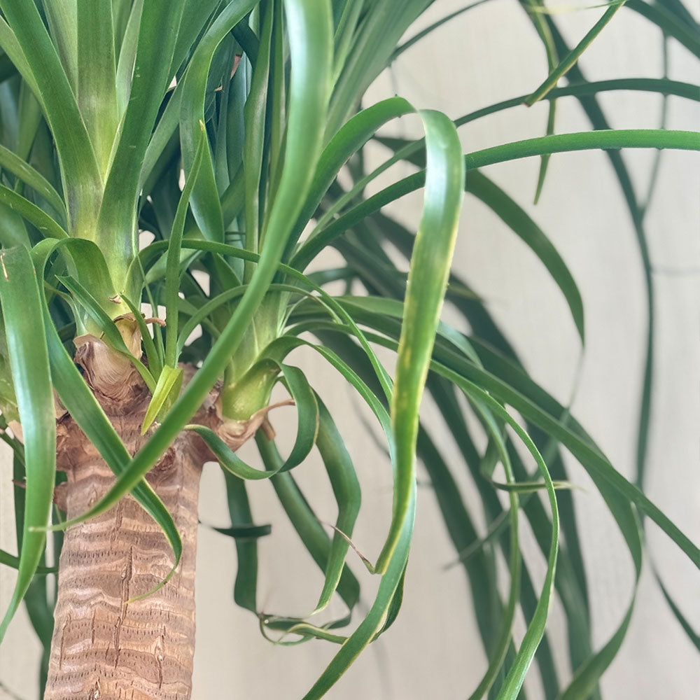 宝石のような観葉植物のお店 【Jewelry Plant】 トックリラン ノリナ