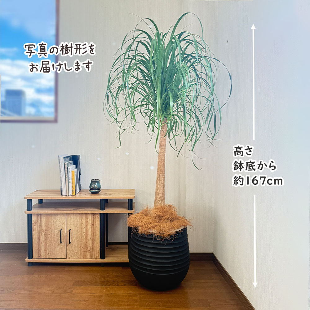 観葉植物 大型 トックリラン ノリナ 現品 12号 黒ラウンド鉢 ヤシ繊維付 ポニーテール おしゃれ 鉢植え  インテリア 送料無料