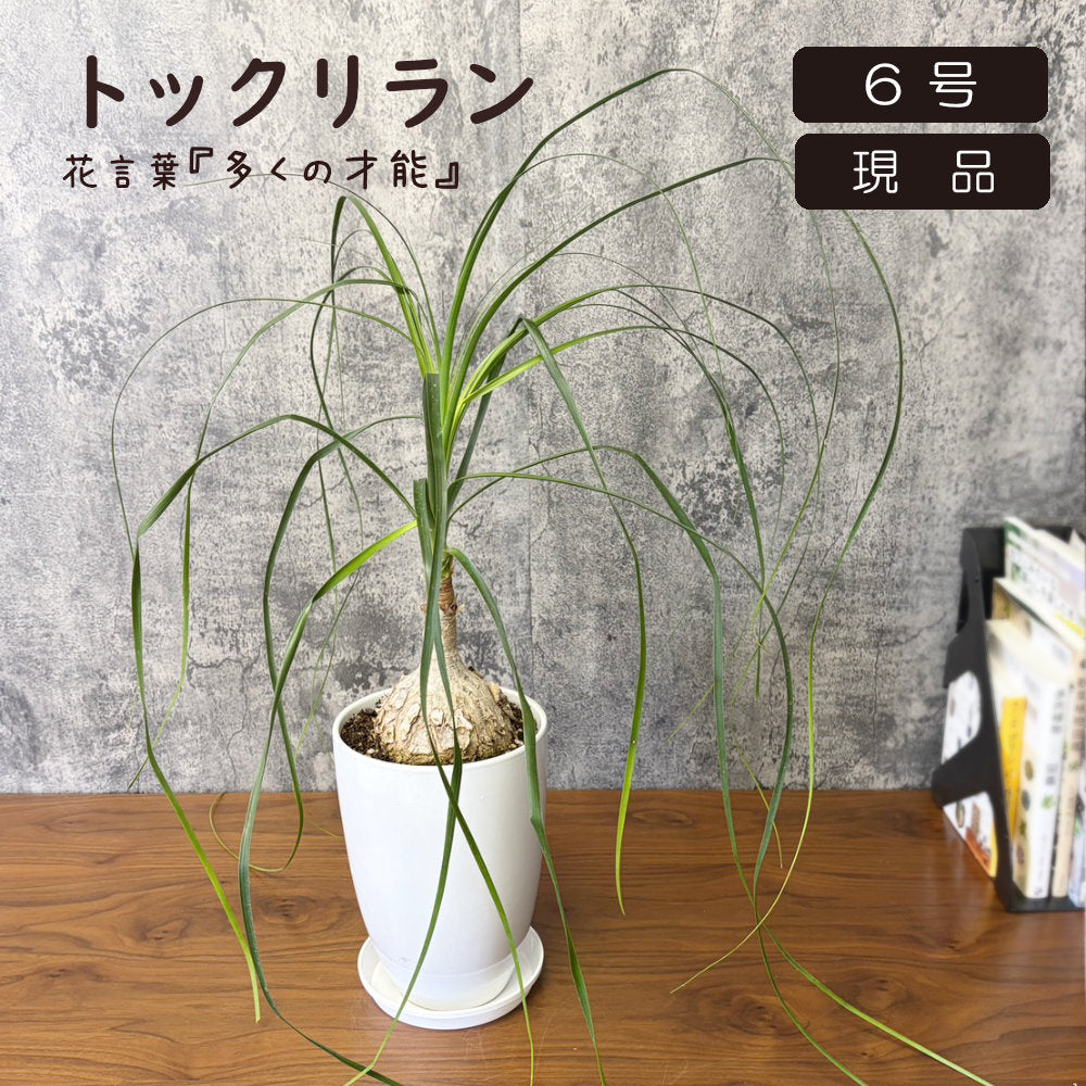 トックリラン 【現品】 6号 白陶器鉢 ラッピング無料 ポニーテール 徳利蘭