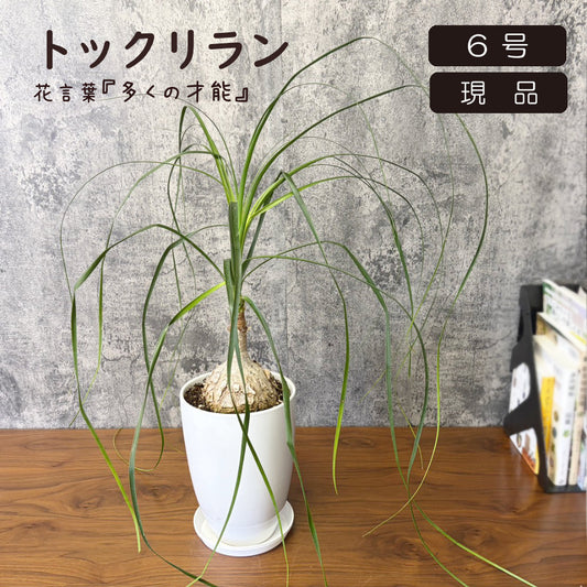 トックリラン 【現品】 6号 白陶器鉢 ラッピング無料 ポニーテール 徳利蘭