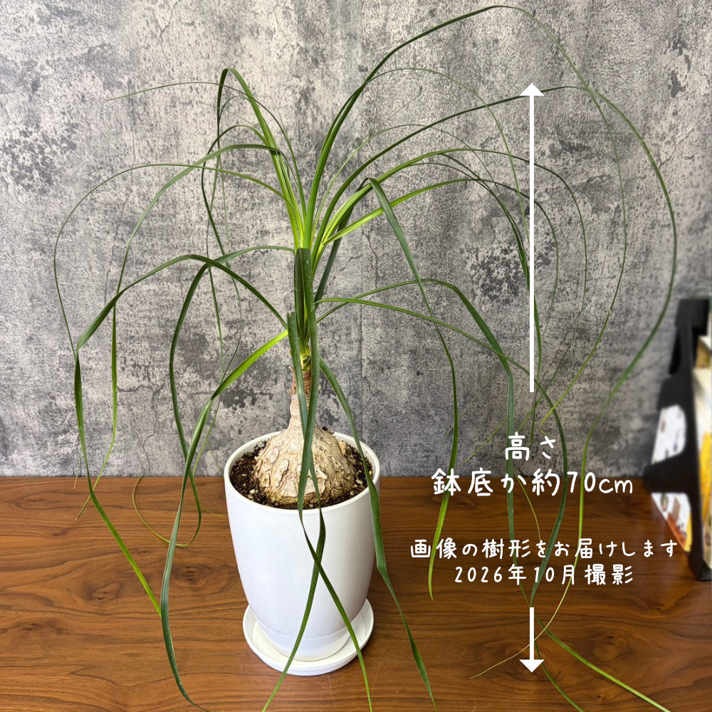 トックリラン 【現品】 6号 白陶器鉢 ラッピング無料 ポニーテール 徳利蘭