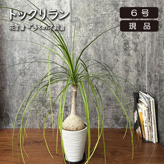 トックリラン 【現品】 6号 白プラスチック鉢 ラッピング無料 ポニーテール 徳利蘭