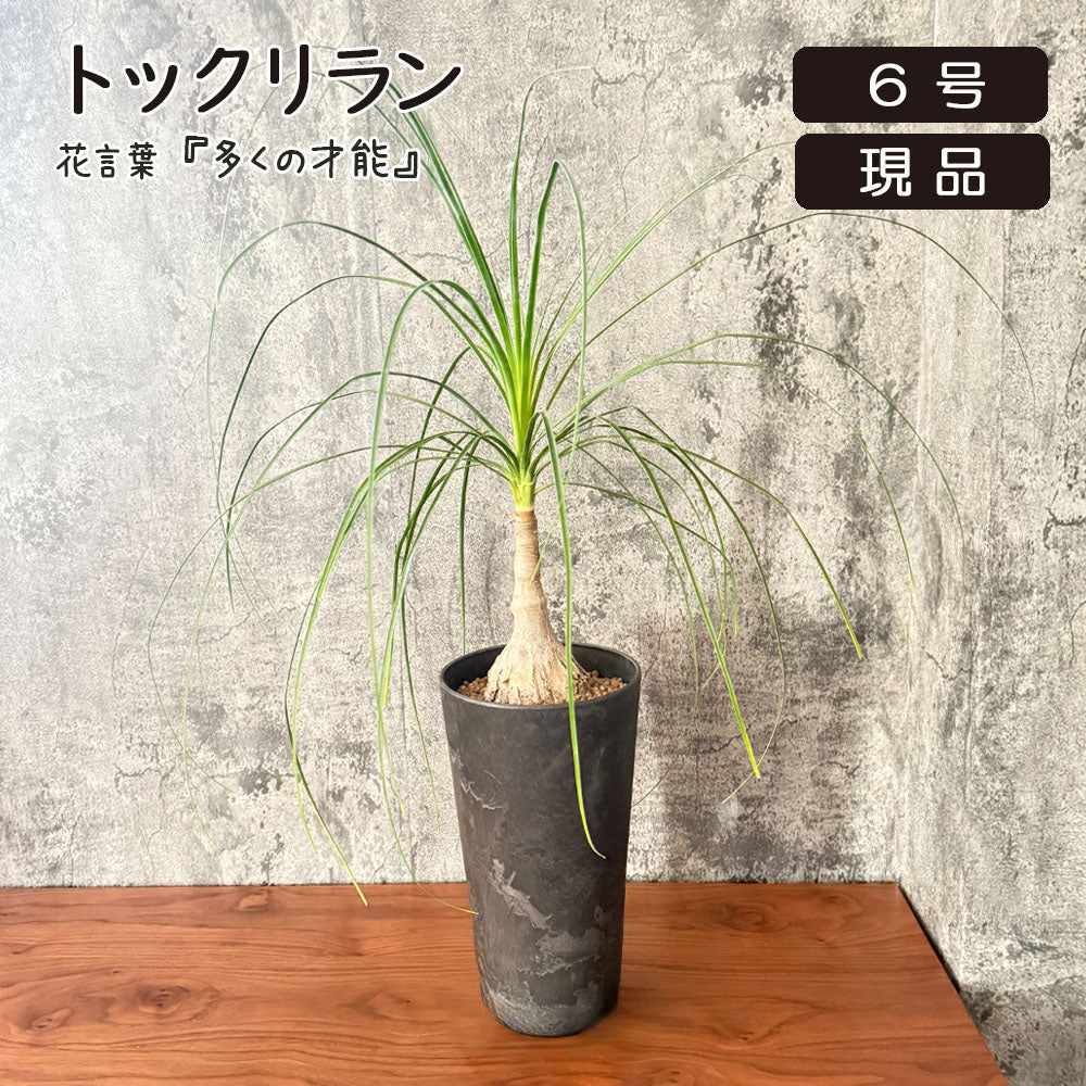 トックリラン 6号 ノリナ アートストーン ラウンド型 徳利蘭 送料無料