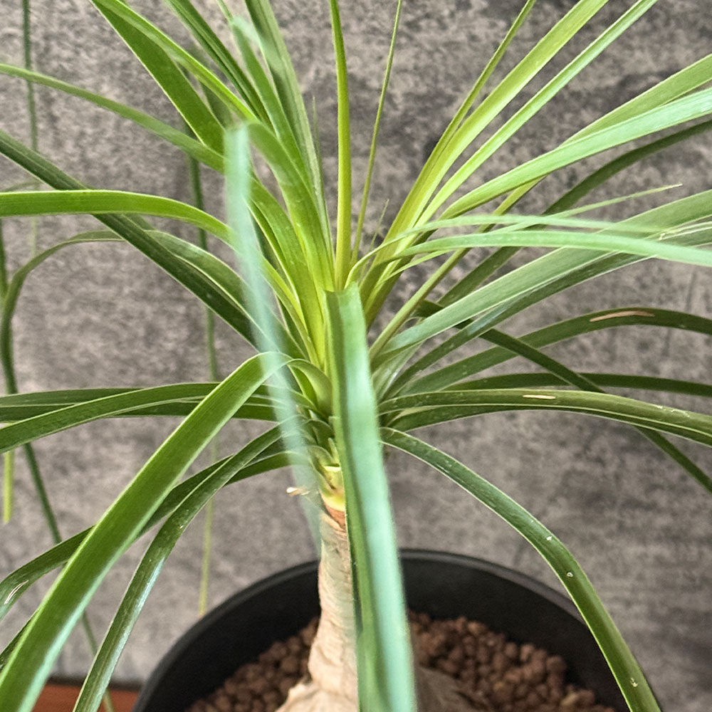 トックリラン 6号 ノリナ アートストーン ラウンド型 徳利蘭 送料無料