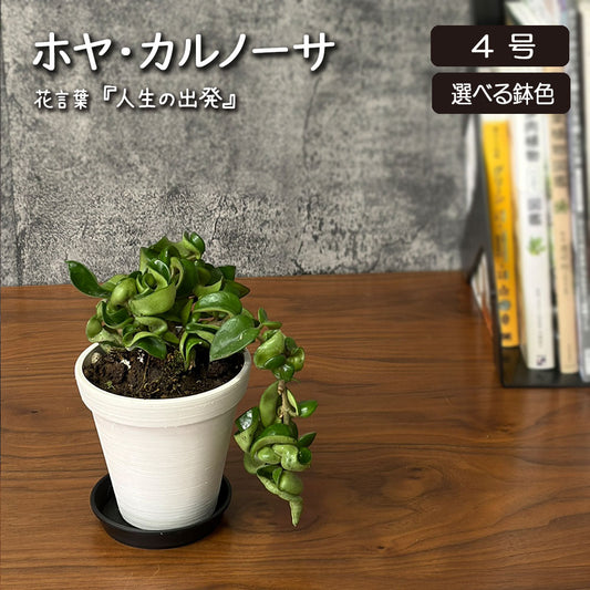 観葉植物 ホヤ カルノーサ サクララン 4号 選べる色 エコポット鉢