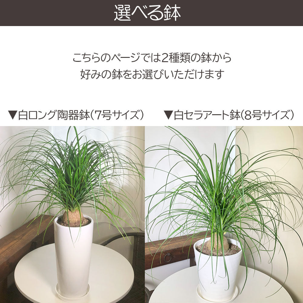 宝石のような観葉植物のお店 【Jewelry Plant】 トックリラン 選べる