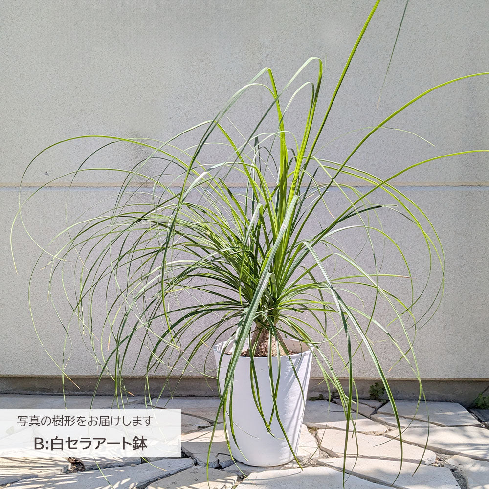 宝石のような観葉植物のお店 【Jewelry Plant】 トックリラン 選べる