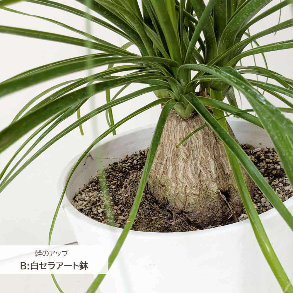宝石のような観葉植物のお店 【Jewelry Plant】 トックリラン 選べる