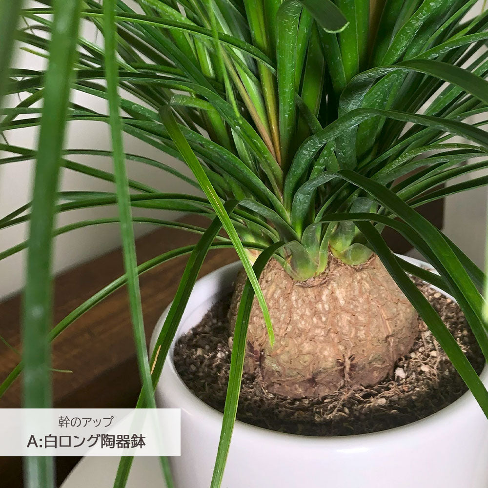 宝石のような観葉植物のお店 【Jewelry Plant】 トックリラン 選べる