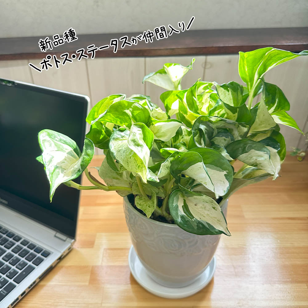 宝石のような観葉植物のお店 【Jewelry Plant】 ポトス 4.5号 グリーン