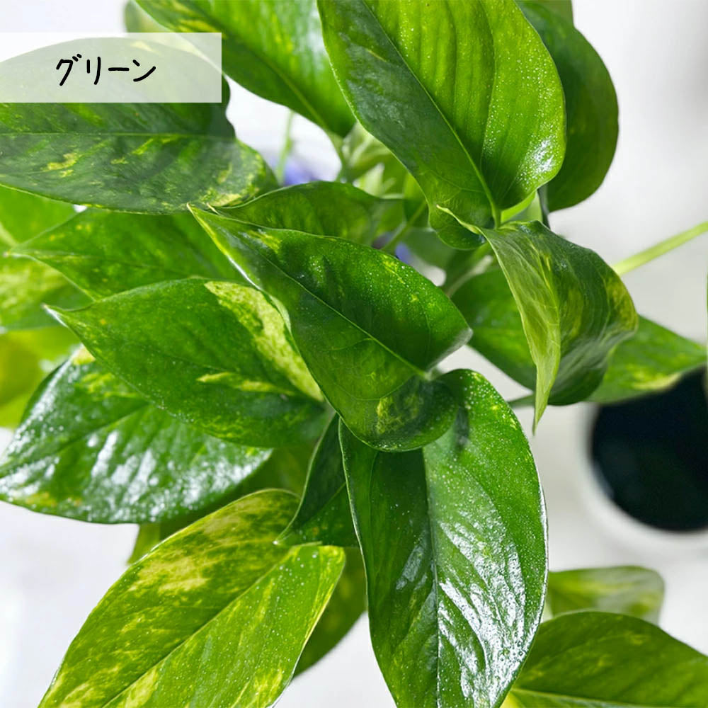 ポトス 5号 選べる品種 グリーン ステータス 白薔薇陶器鉢 受皿付 [白４]