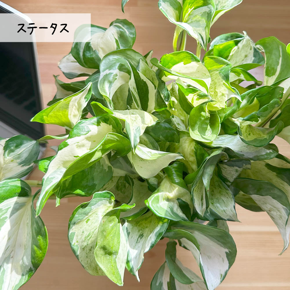 ポトス 5号 選べる品種 グリーン ステータス 白薔薇陶器鉢 受皿付 [白４]