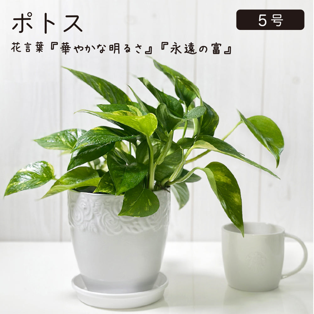 宝石のような観葉植物のお店 【Jewelry Plant】 ポトス 4.5号