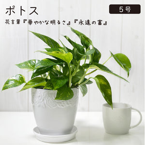 宝石のような観葉植物のお店 【Jewelry Plant】 ポトス 4.5号 グリーン