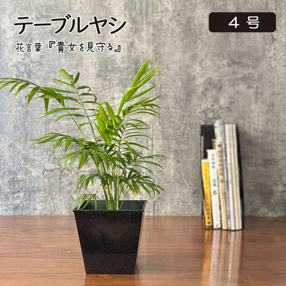 宝石のような観葉植物のお店 【Jewelry Plant】 テーブルヤシ 4号 黒