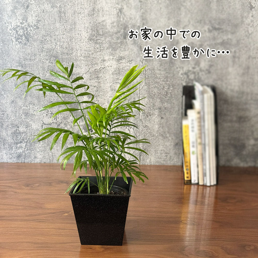 テーブルヤシ ４号 黒プラスチックカバー 送料別