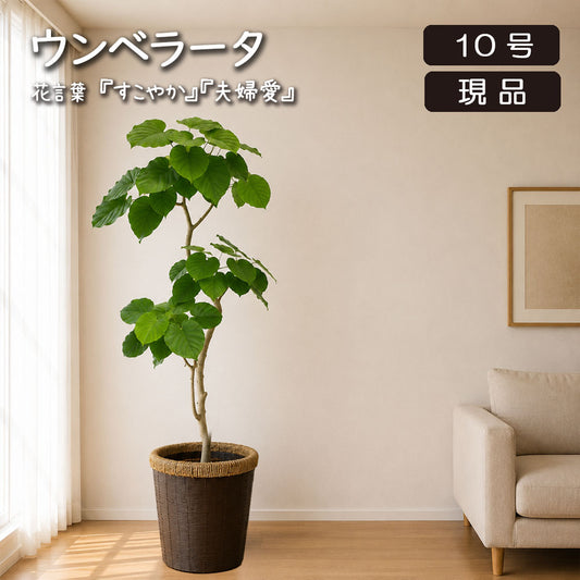 大型 ウンベラータ フィカス 10号 【現品】 鉢カバー ブラウンバスケット 送料別