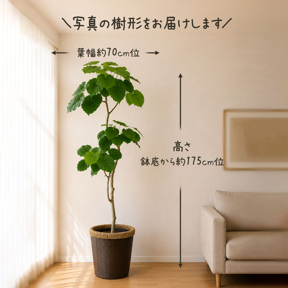 大型 ウンベラータ フィカス 10号 【現品】 鉢カバー ブラウンバスケット 送料別