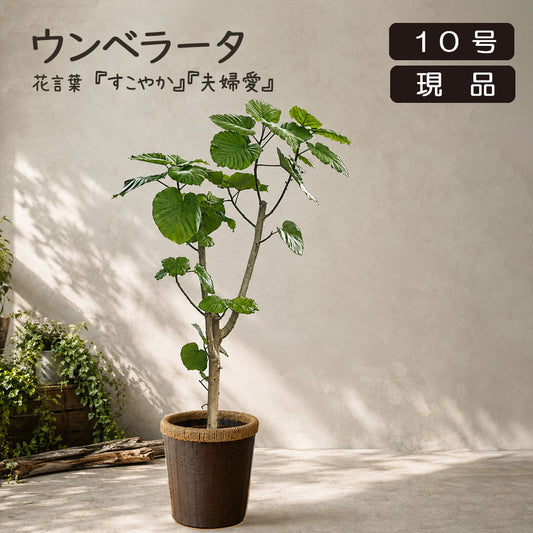 大型 ウンベラータ フィカス 10号 【現品】 鉢カバー ブラウンバスケット 送料別