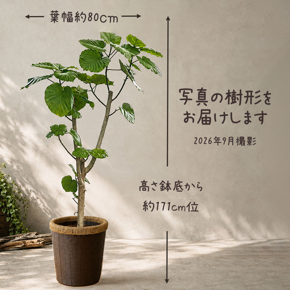 宝石のような観葉植物のお店 【Jewelry Plant】 ウンベラータ フィカス