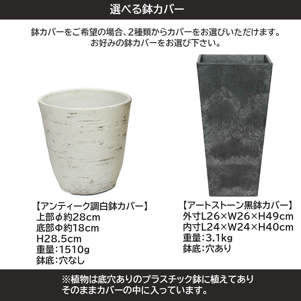 ウンベラータ フィカス 7号 現品 選べる樹形 選べる鉢 プラスチック鉢 アートストーン アンティーク調 鉢カバー 白6