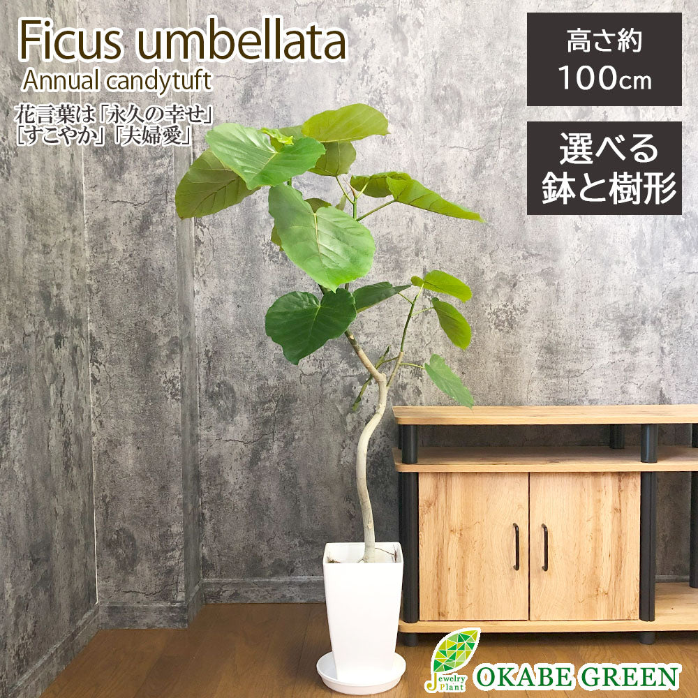 フィカス ウンベラータ145cm ほこっ 8号 S-shaped tree form