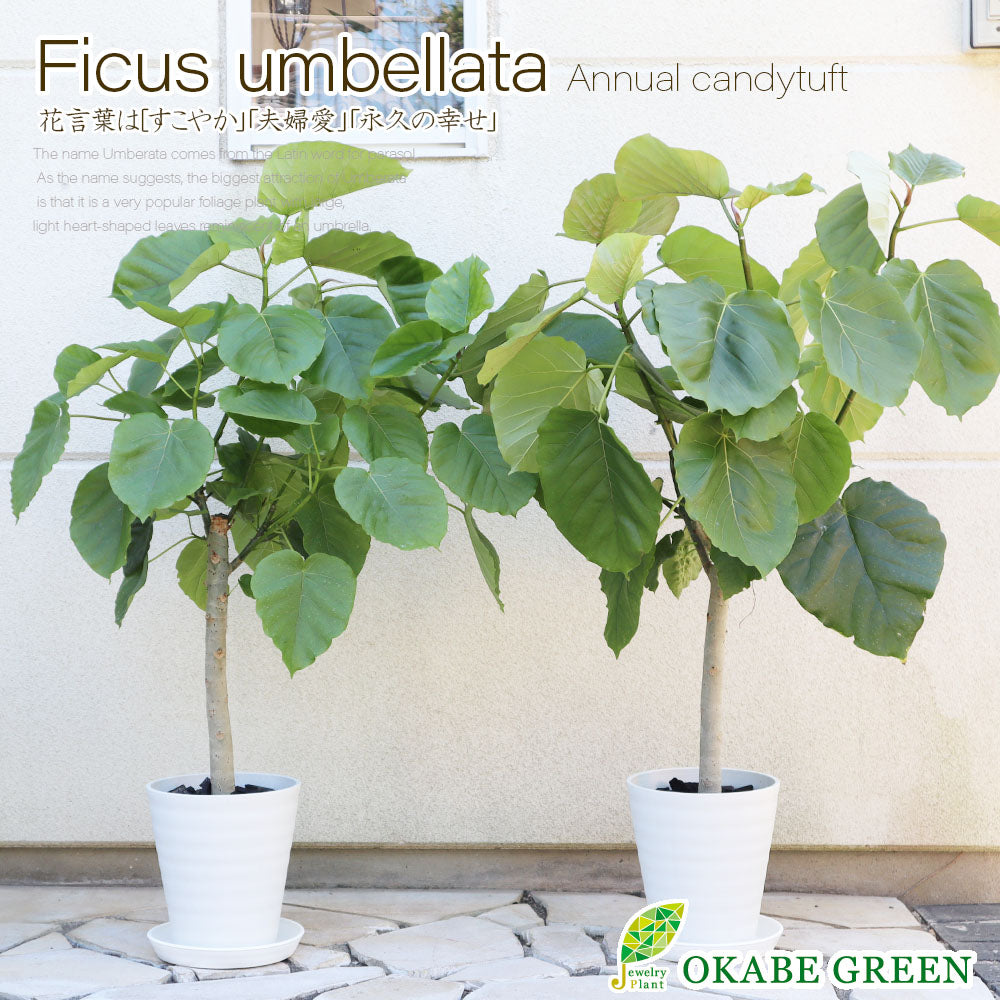 フィカス ウンベラータ 8号147cm S-shaped tree あかう form