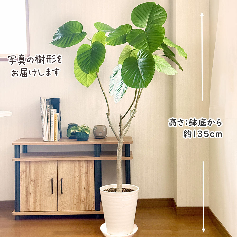 フィカス セアラート鉢付き 【公式通販】