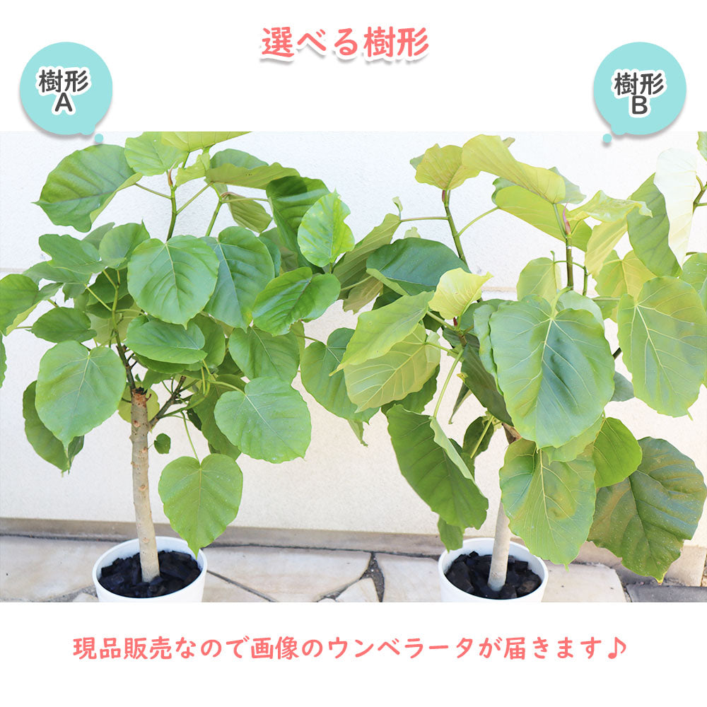 宝石のような観葉植物のお店 【Jewelry Plant】 ウンベラータ フィカス