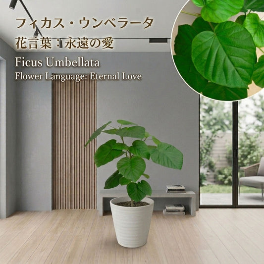 ウンベラータ フィカス 8号 選べる樹形 白セラアート鉢 【現品】 受皿付 送料別