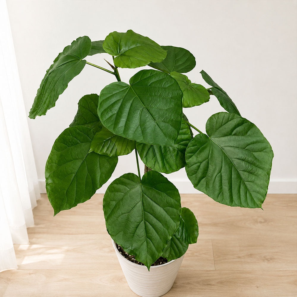ウンベラータ フィカス 樹 形 観葉植物の専門店e-RAN - フィカス