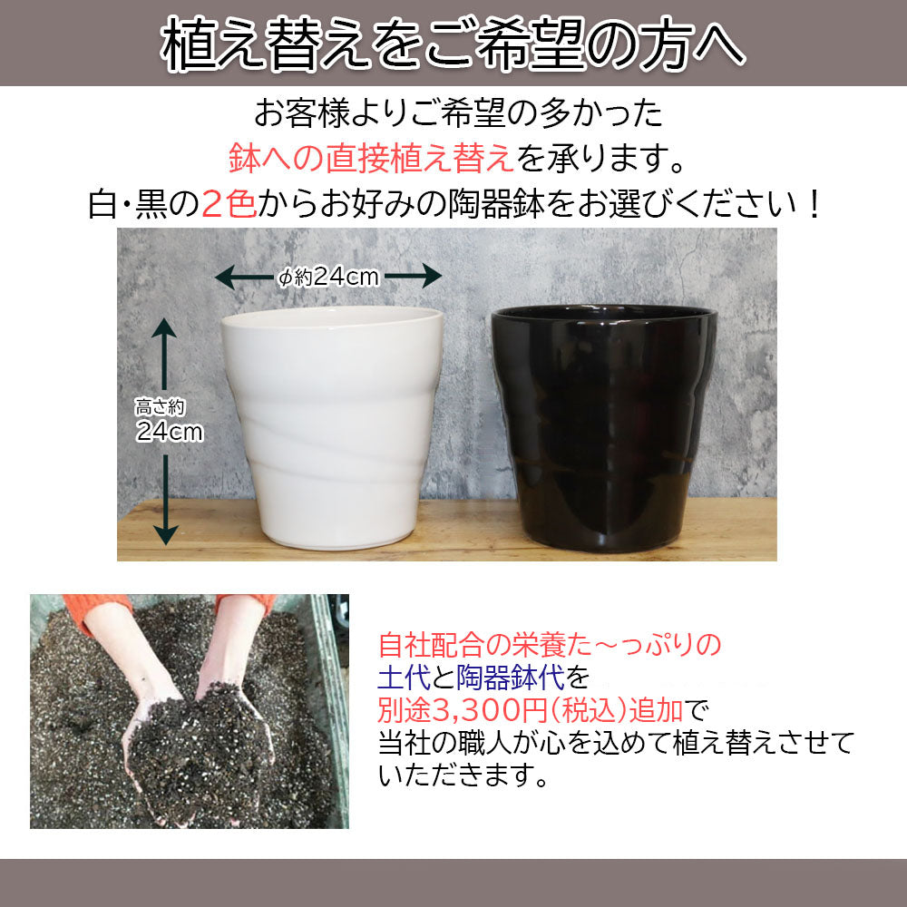 宝石のような観葉植物のお店 【Jewelry Plant】 【納期未定】 ガジュマル８の字 ８号 白セラアート鉢 大型 – Jewelry Plant  online