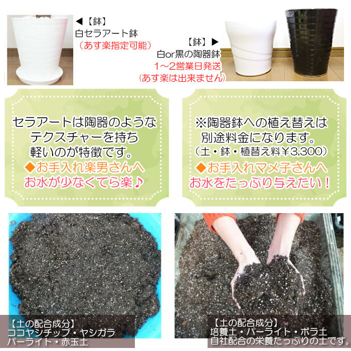 宝石のような観葉植物のお店 【Jewelry Plant】 【納期未定】 ガジュマル８の字 ８号 白セラアート鉢 大型 – Jewelry Plant  online