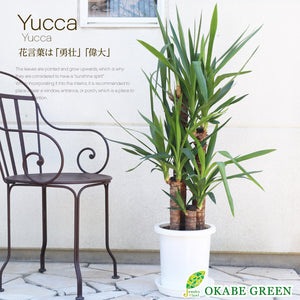 宝石のような観葉植物のお店 【Jewelry Plant】 ユッカ 8号 白