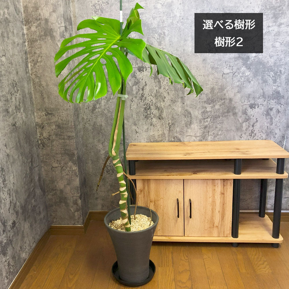 宝石のような観葉植物のお店 【Jewelry Plant】 モンステラ デリシオーサ 7号 選べる樹形 黒プラスチック鉢 受皿付 – Jewelry  Plant online