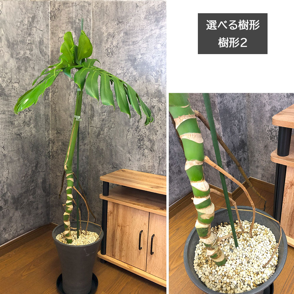 宝石のような観葉植物のお店 【Jewelry Plant】 モンステラ 