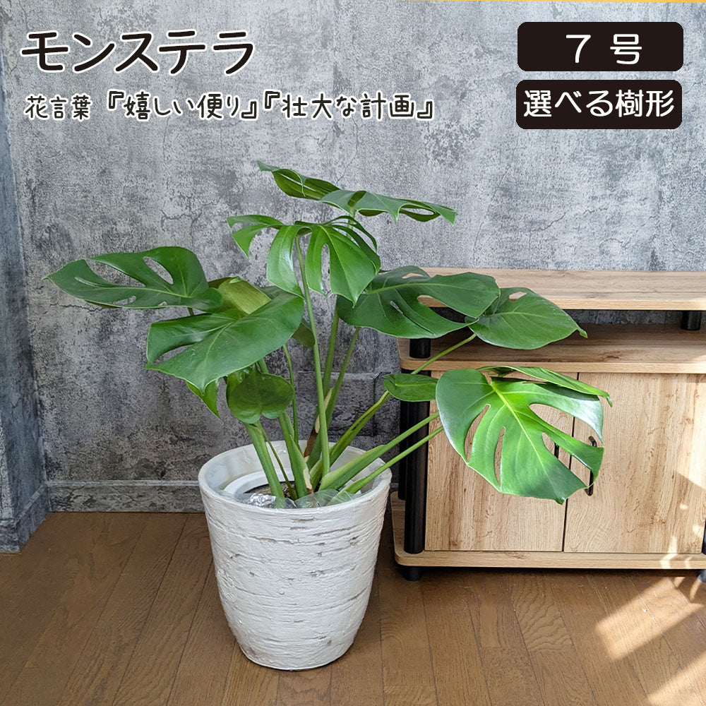 Amazon｜モンステラ デリシオーサ 7号鉢サイズ 鉢植え｜観葉植物