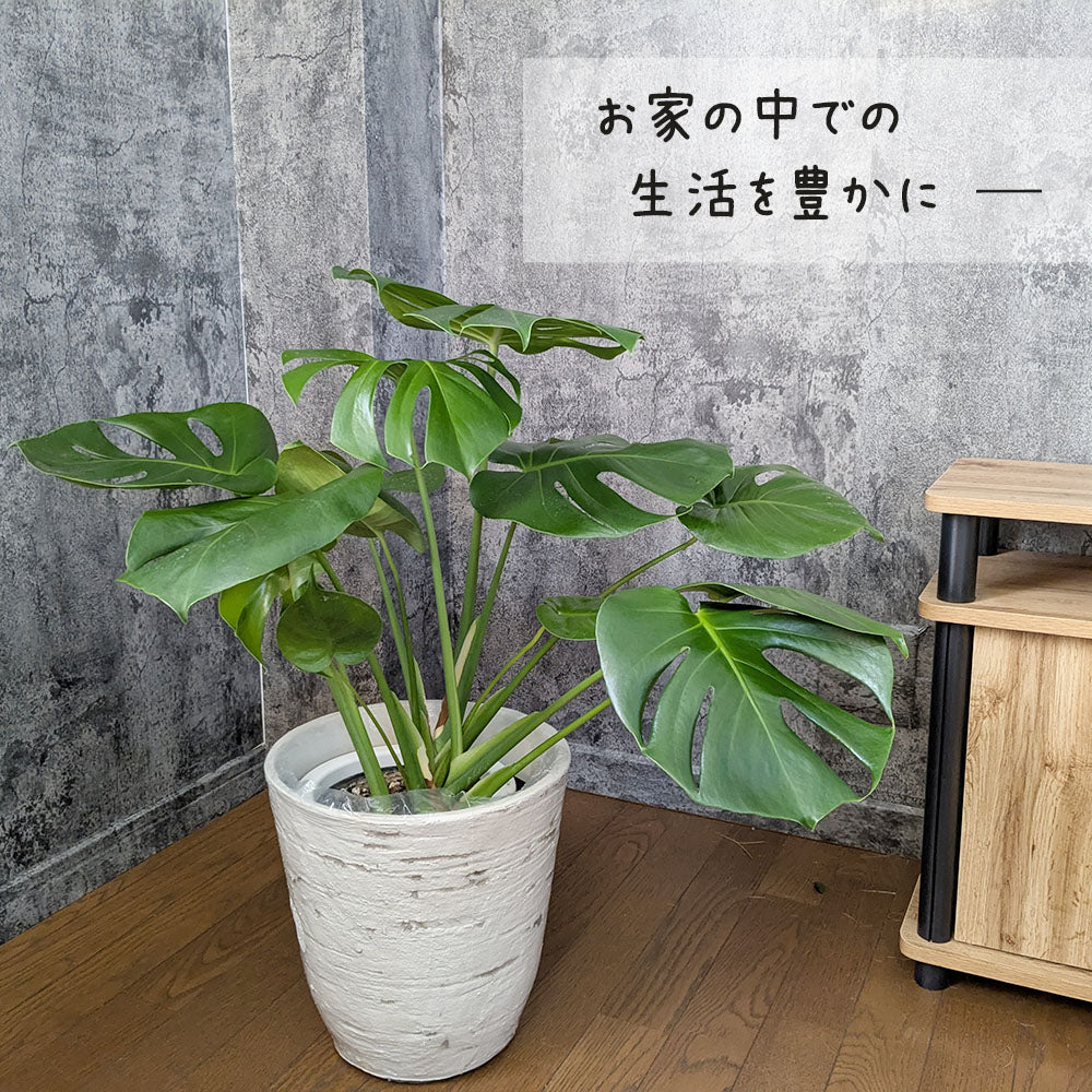 宝石のような観葉植物のお店 【Jewelry Plant】 モンステラ