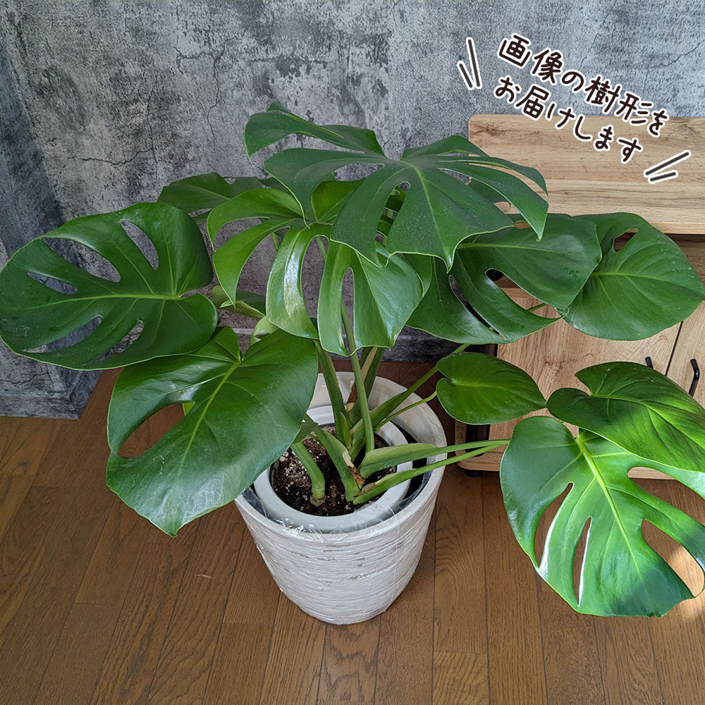 Amazon｜モンステラ デリシオーサ 7号鉢サイズ 鉢植え｜観葉植物