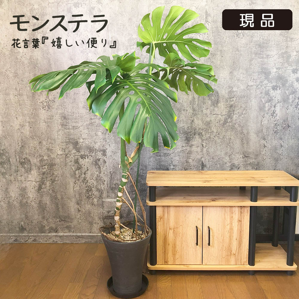 モンステラ – Jewelry Plant online