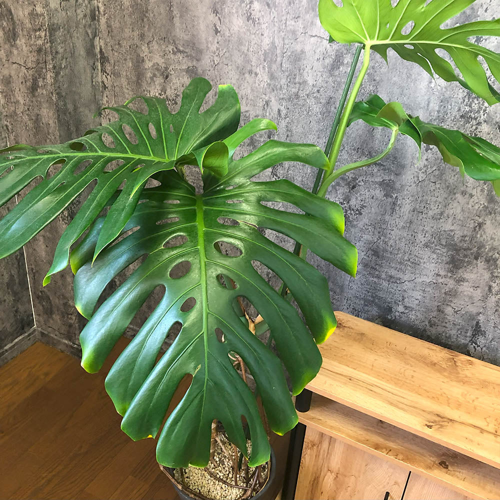 宝石のような観葉植物のお店 【Jewelry Plant】 モンステラ 宝石のような観葉植物のお店 【Jewelry Plant】 モンステラ