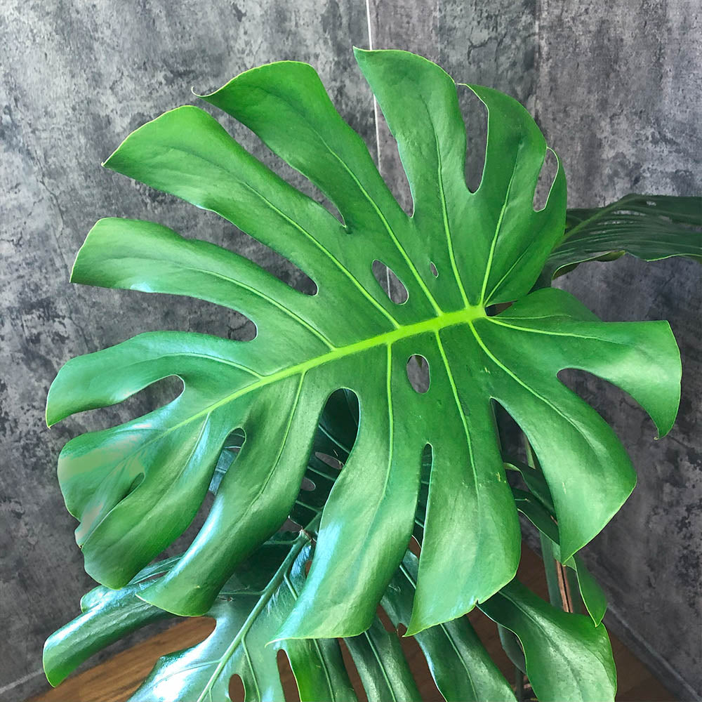 宝石のような観葉植物のお店 【Jewelry Plant】 モンステラ 宝石のような観葉植物のお店 【Jewelry Plant】 モンステラ