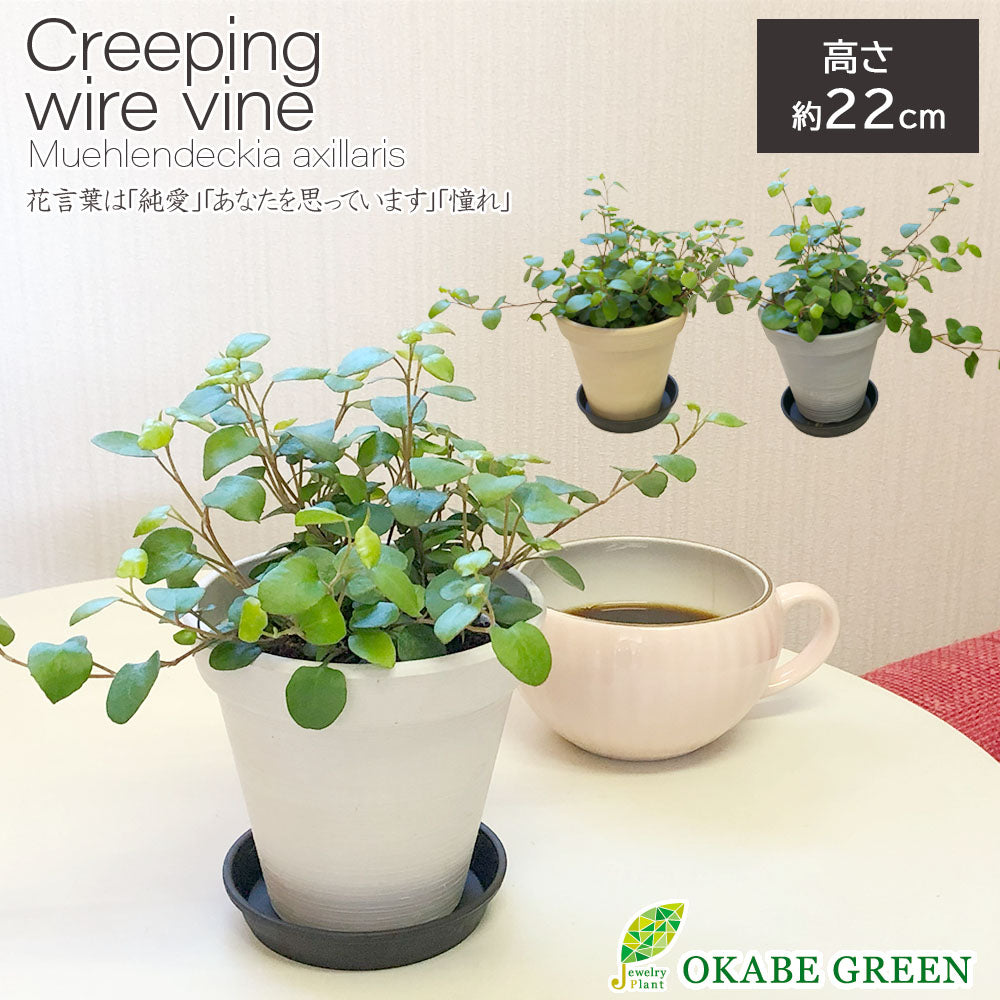 現品】オリーブ 曲がり 7号 黒鉢(1) - 植物/観葉植物