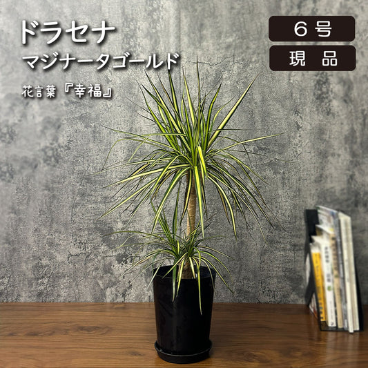 ドラセナ マジナータ ゴールド 5号 【現品】 黒プラスチック鉢