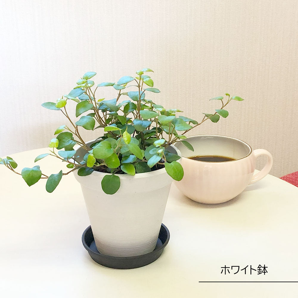 宝石のような観葉植物のお店 【Jewelry Plant】 ワイヤープランツ 大葉 4号 エコポット鉢 黒皿付 – Jewelry Plant  online