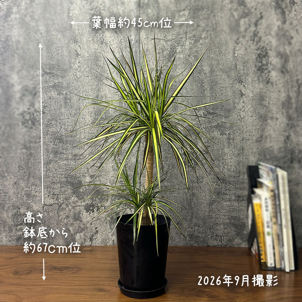 ドラセナ マジナータ ゴールド 5号 【現品】 黒プラスチック鉢
