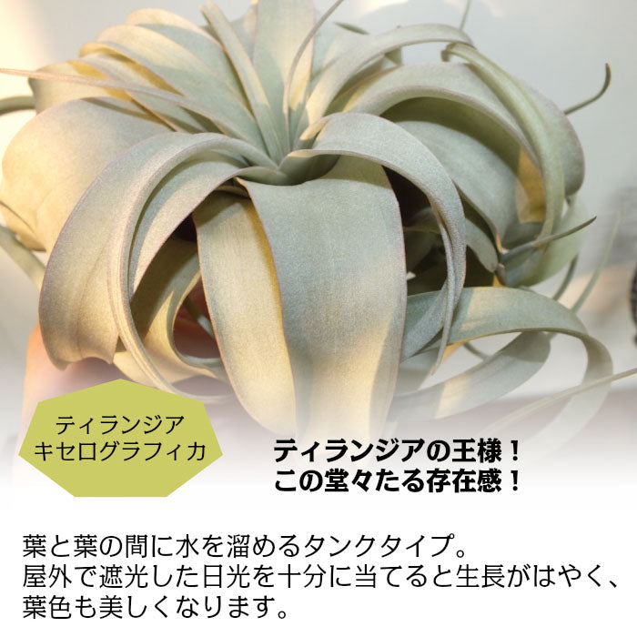 宝石のような観葉植物のお店 【Jewelry Plant】 エアプランツ ２種