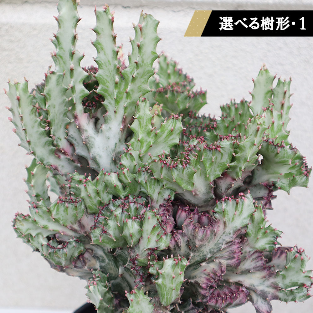 宝石のような観葉植物のお店 【Jewelry Plant】 ユーフォルビア キング