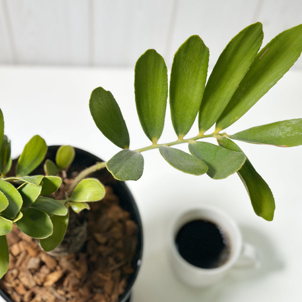 ザミア・フルフラケア（メキシコソテツ） 美株 希少種 観葉植物 生命力を強化する風水効果！ザミア・フルフラケア（メキシコ